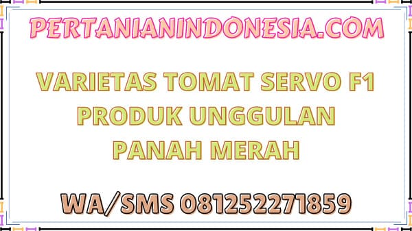 Varietas Tomat Servo F1 Produk Unggulan Panah Merah